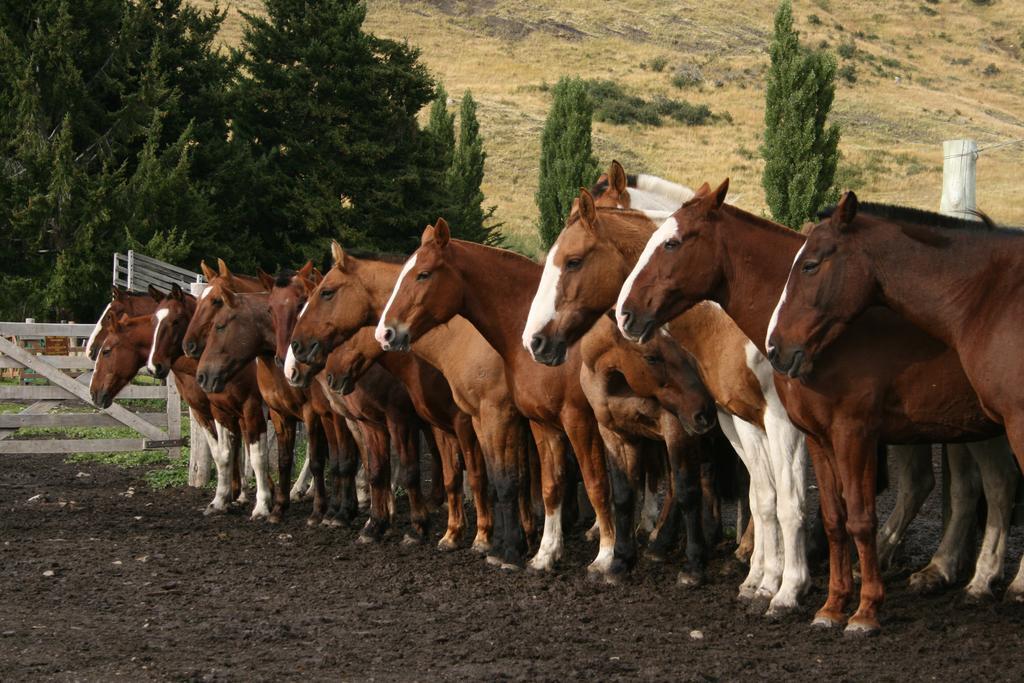 Estancia Nibepo Aike Colonia Francisco Perito Moreno Kültér fotó